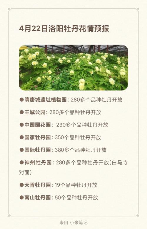 洛阳牡丹：穿越千年的赏花指南来了｜一朵花读懂一座城