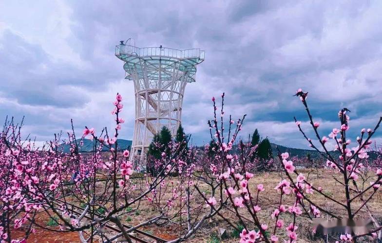 会泽县古城街道青云村桃花盛开，装点了一个如梦如幻的童话世界