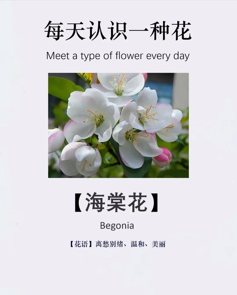 这朵“海棠”入眼又入口