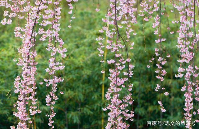 落英缤纷茶香溢！北京玉渊潭“茶樱共生”成春日新景