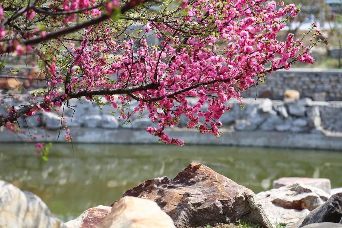 清明辽阳市龙石风景旅游区，桃花盛开景色秀美，可以免费游玩