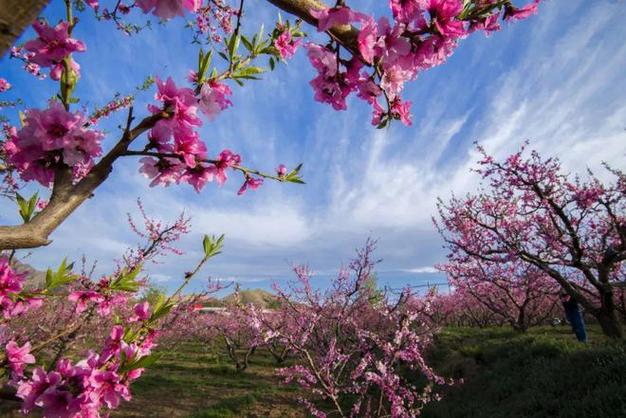 万顷条花盛开你还在等什么？顺平伊祁山万顷桃花盛开快点来打卡吧