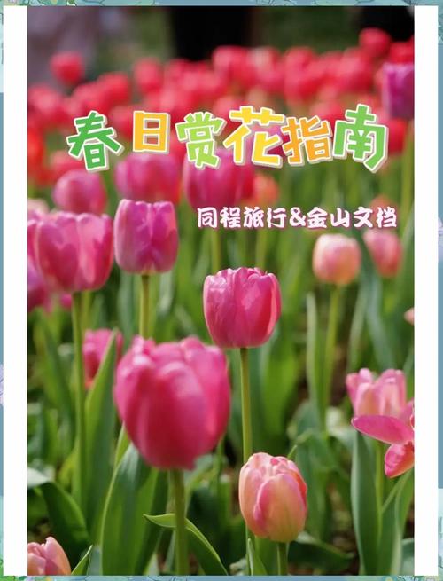 清明小长假 兰州探春赏花全攻略来袭！