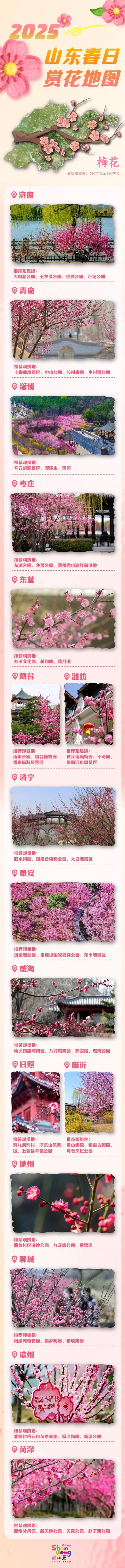 山东清明赏花地图：樱花、杜鹃、梨花，这6处秘境错过再等一年！