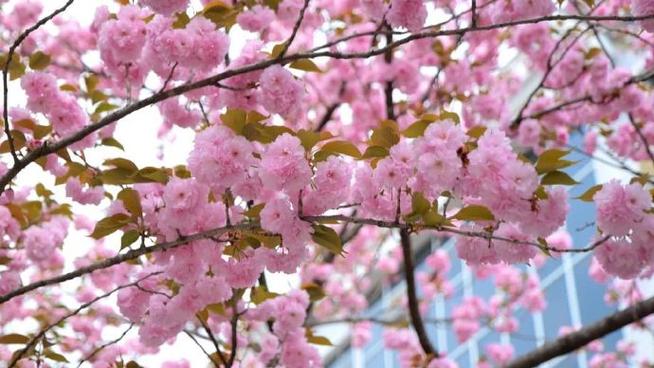 坐高铁游广元 繁花盛开，为“李”而来！快来打卡限定“春雪”啦