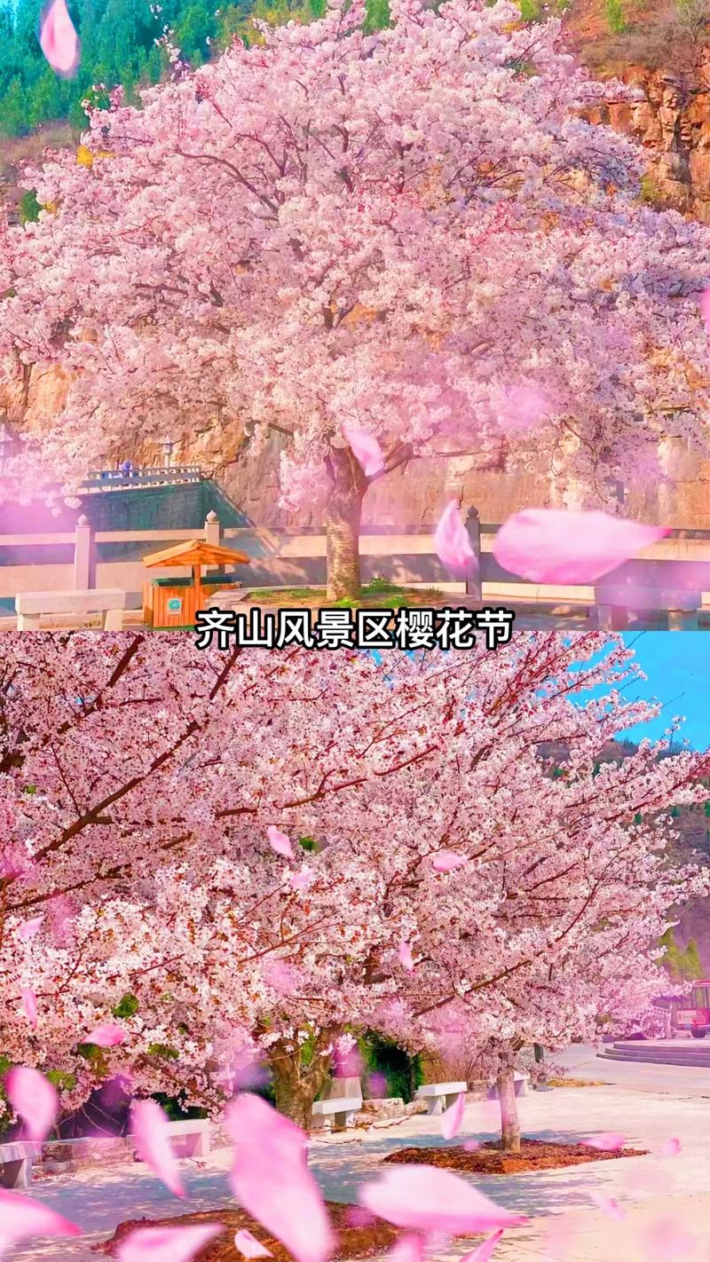 山东认证绝美赏樱地！峡谷樱花、千亩连翘，清明假期近郊首选！