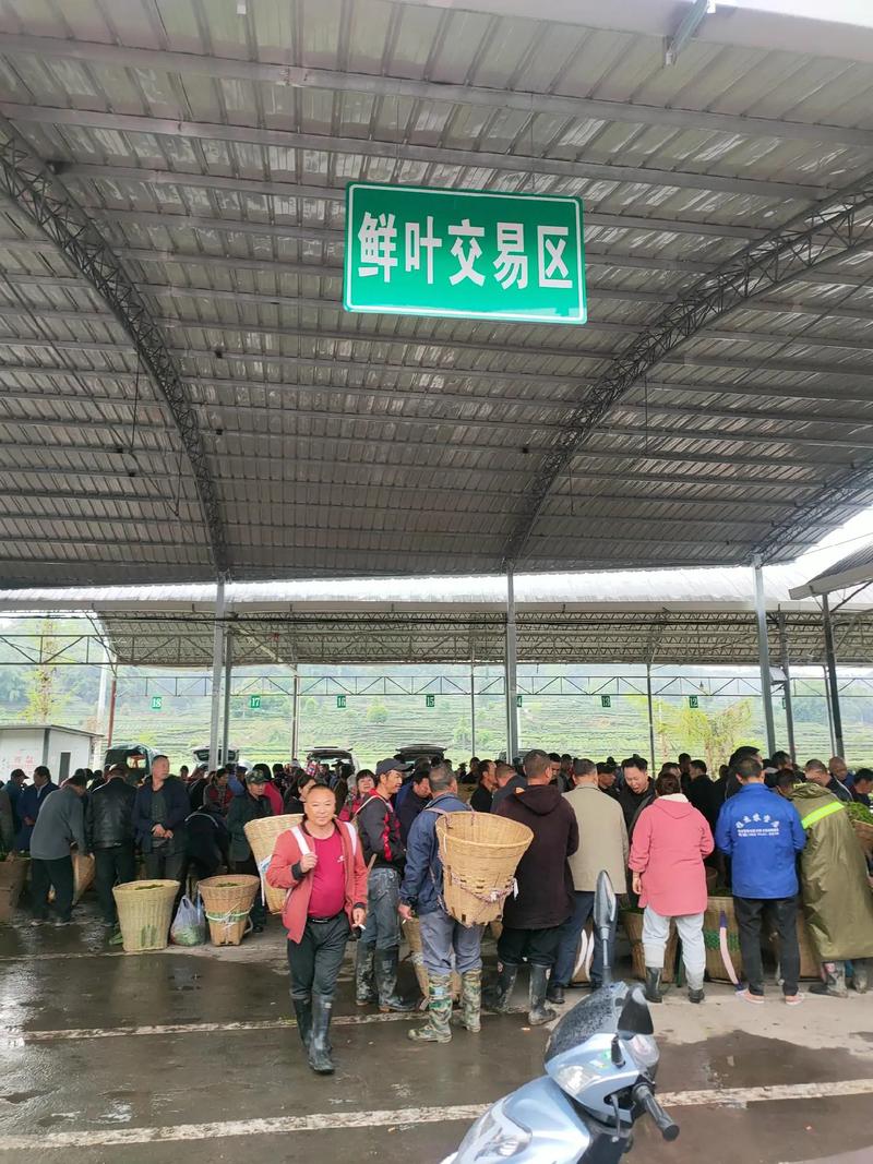 茶农笑采春芽嫩 市场忙收好叶新 百丈镇观音村鲜叶市场交易火爆