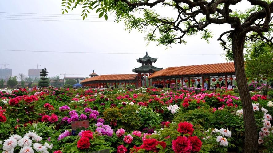 【美丽瀍河】瀍小美带您游瀍河！第二站—神州牡丹园