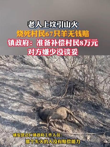 67只羊被烧死主人说至少损失13万 拒绝镇政府8万赔偿