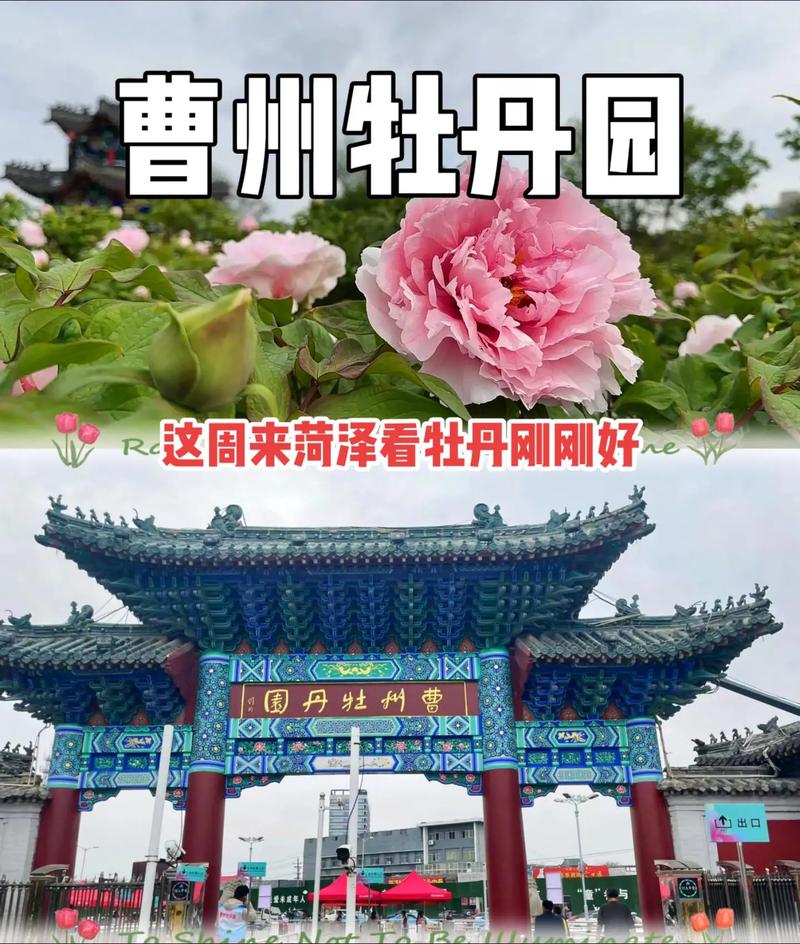 最近要来菏泽看牡丹的朋友 尤其清明节期间 要根据情况