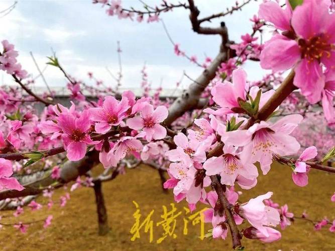 ?南部山区仲宫万亩桃花盛开