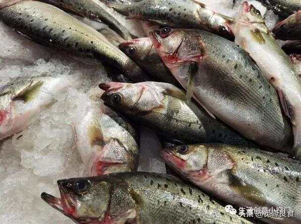 买鲈鱼时，挑“大肚子”还是“小肚子”的，差别大，搞懂了再买