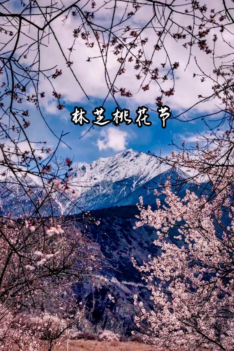 西藏林芝桃花节 已经准备好了 等你来《彩排花絮》林芝桃花节