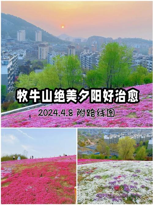 漫山花开美如画，济南牧牛山春日氛围感拉满 AI播泉城