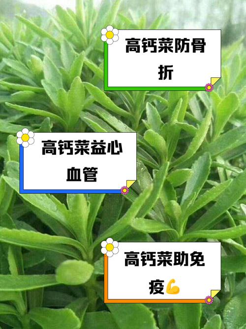 这种菜是天然的“补钙剂”钙含量不逊于牛奶，错过又要等一年！