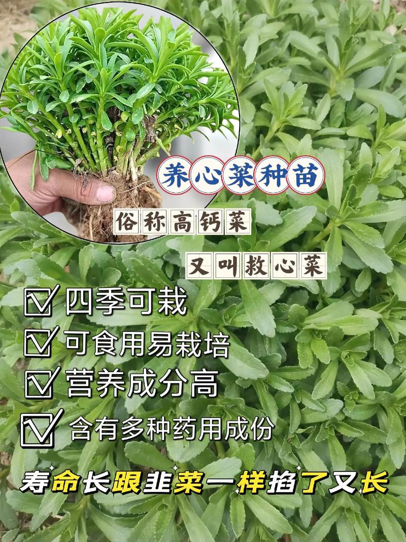 人到中老年，注意护心养心，多吃这4道护心菜，越吃越顺心