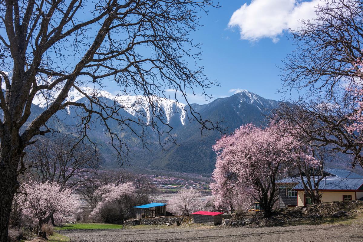 西藏波密：桃花沟烂漫盛放 美景如画