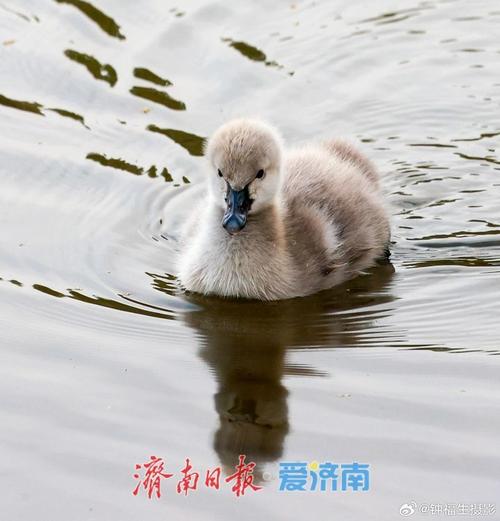 大明湖迎来黑天鹅“稀客”背后生态有何蜕变？