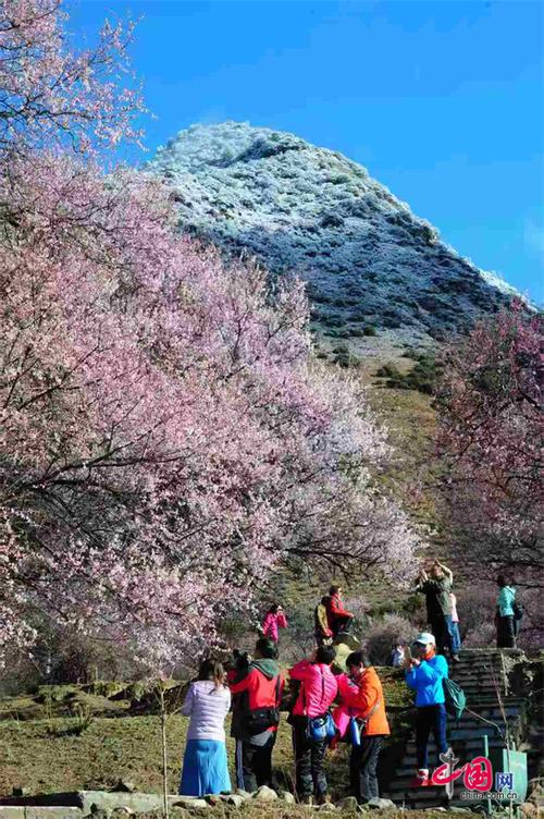 林芝桃花节启幕 雪域江南迎客来