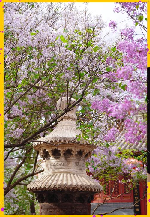 丁香盛放，法源寺街区烂缦胡同春意盎然