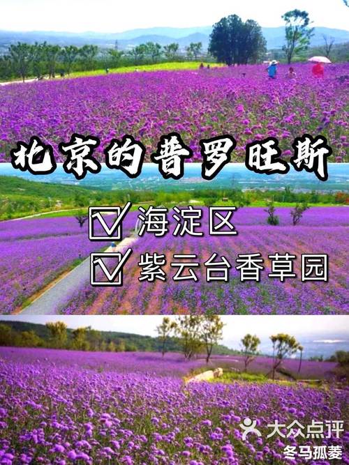 海淀也有普罗旺斯？在这