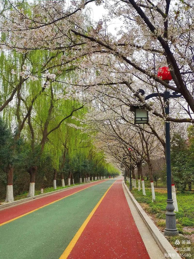 这个清明节，来洛南县罗村打卡洛南最美樱花公路