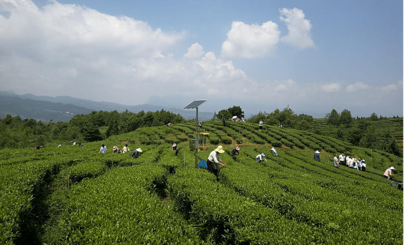 上边城 采春茶