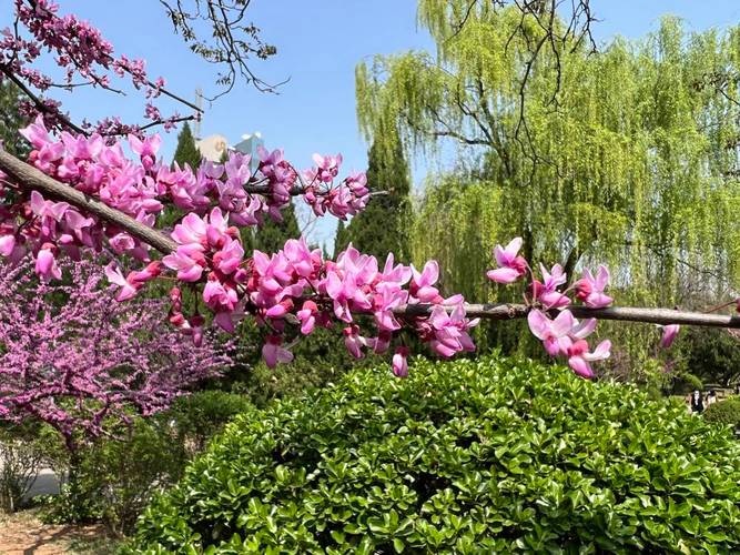 果然视频·好景山东|济南泉城公园百花争艳，姹紫嫣红春满园！