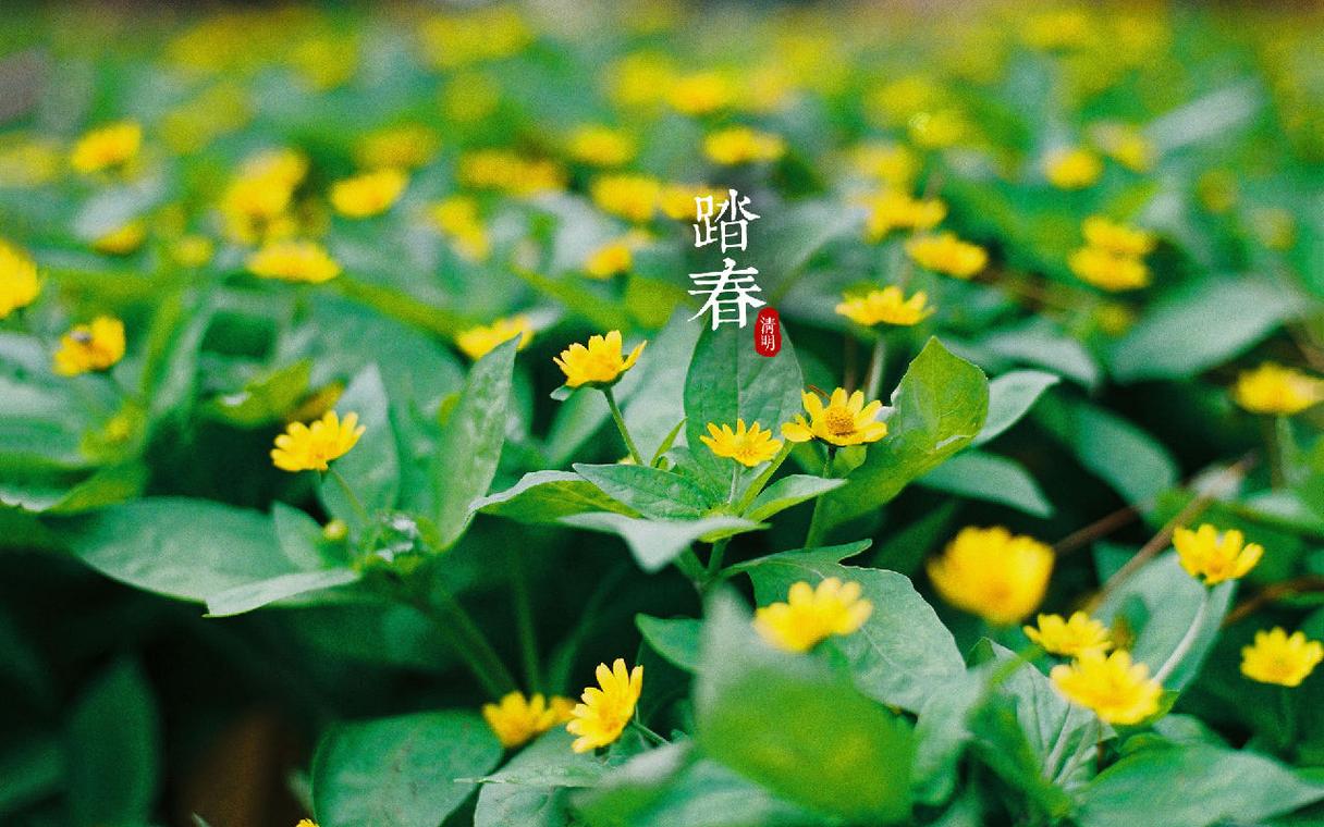 清明踏青！丰台的花香按捺不住啦~