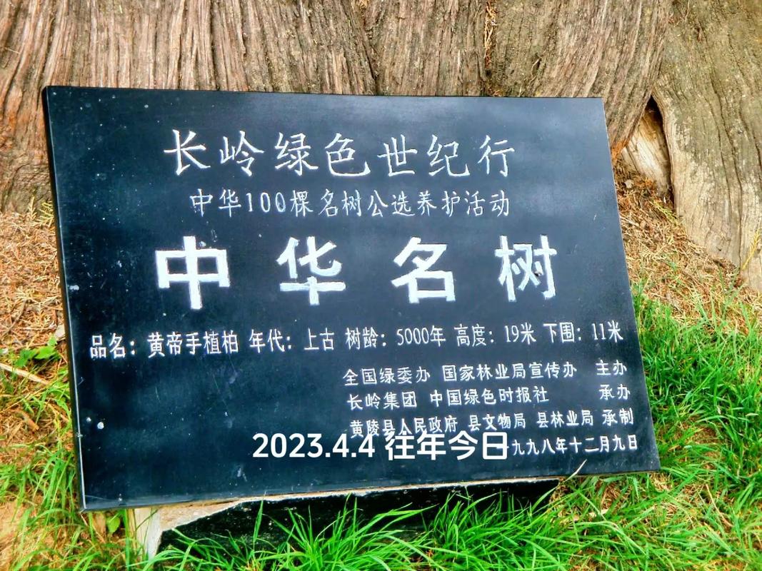 黄帝手植柏：五千年古树见证中华文明史