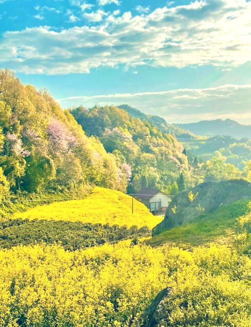 4月的“洋县”金黄的油菜花与飞舞的朱鹮形成绝美的画卷！