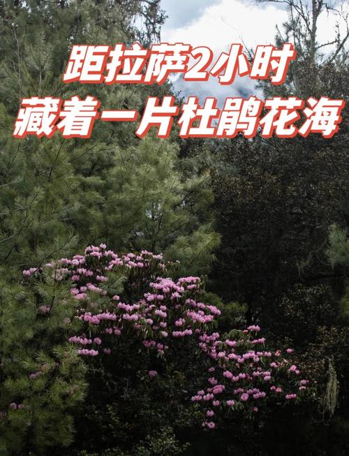 西藏波密：野生杜鹃盛放 绘就春日盛景