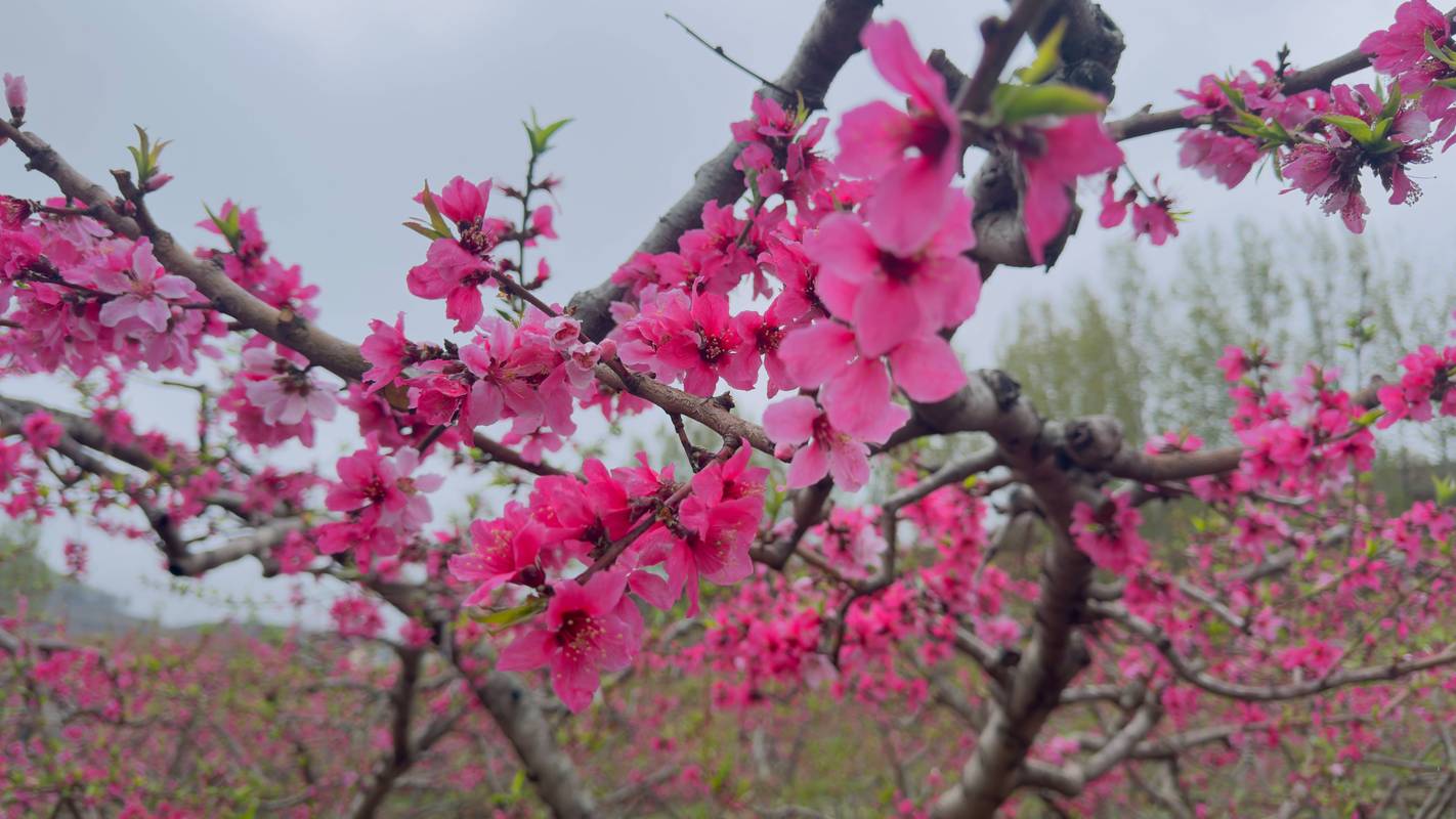 图片新闻丨沂蒙桃园美如画