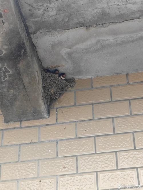 燕子不会在每家的屋檐下垒窝，它是如何判断呢，看完不得不服它