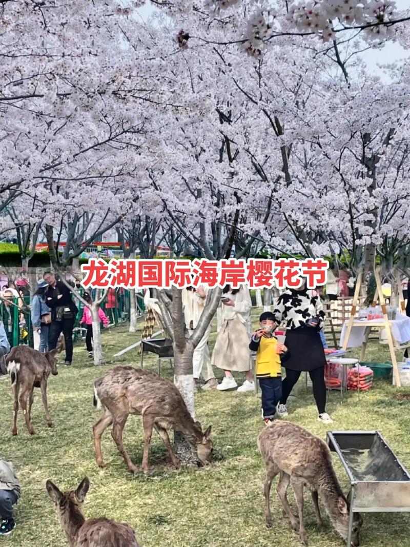（春游赏花好去处）龙湖海岸