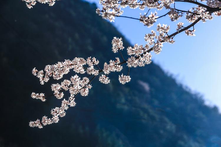 山樱花如雪 清明赏花时