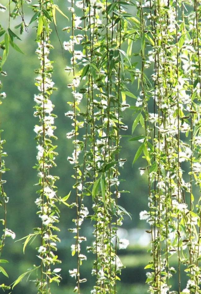 柳絮飞扬好风光！清明节