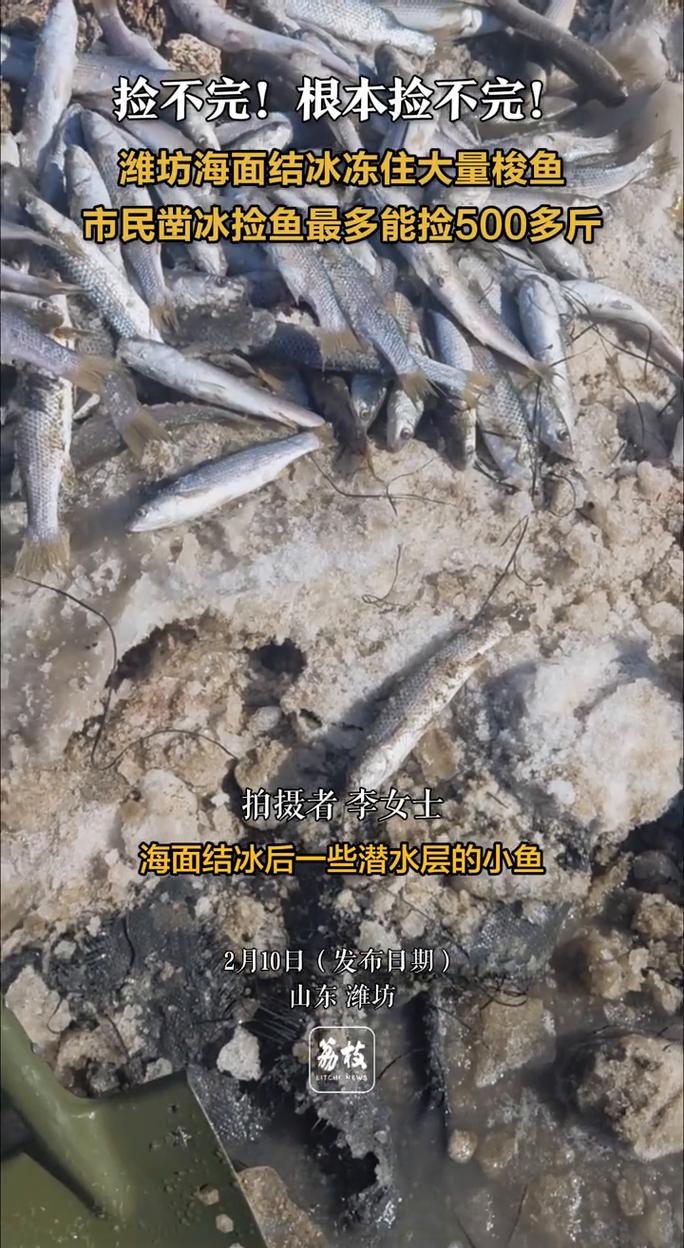 山东一海面结冰冻住大量梭鱼，市民拿桶凿冰捡鱼。最多捡500斤