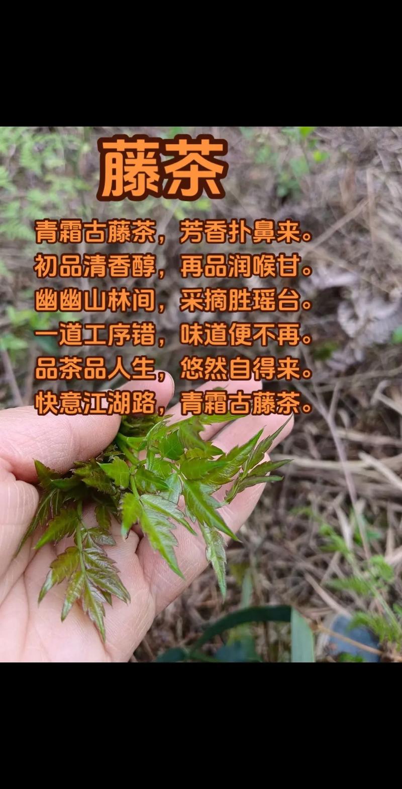 今天又晒干了一批野生藤茶，天气炎热泡上一杯藤茶喝，清热解毒