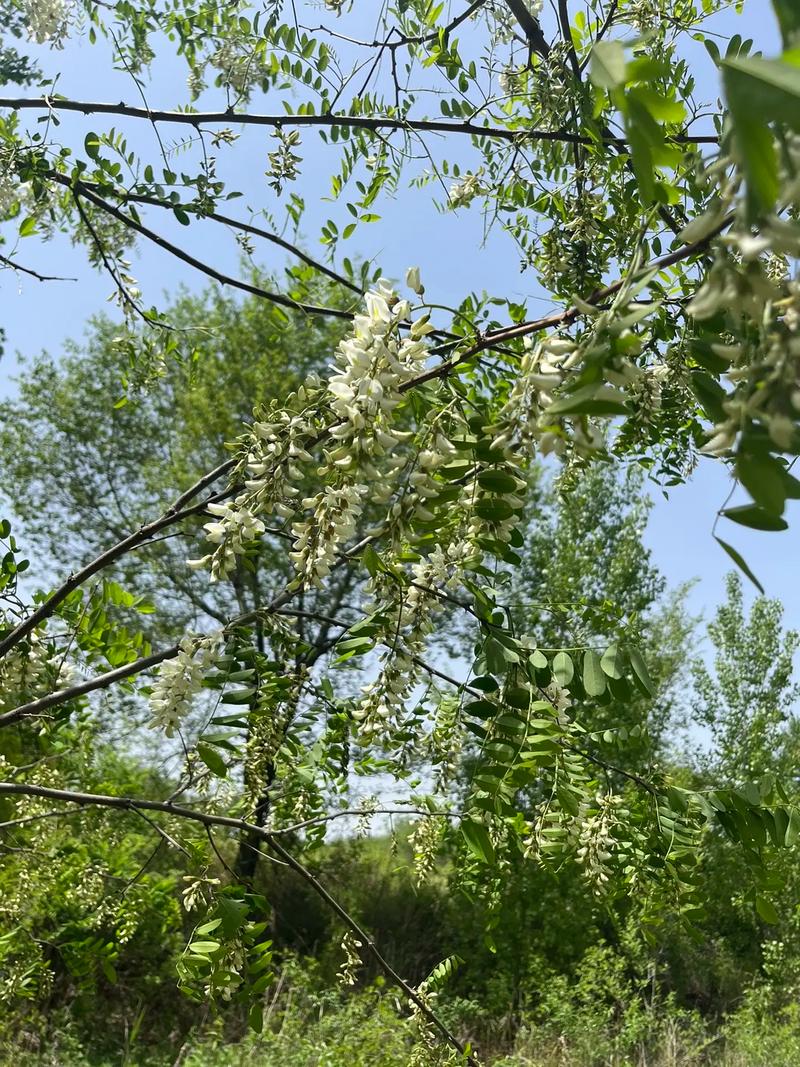 又是一年槐花香