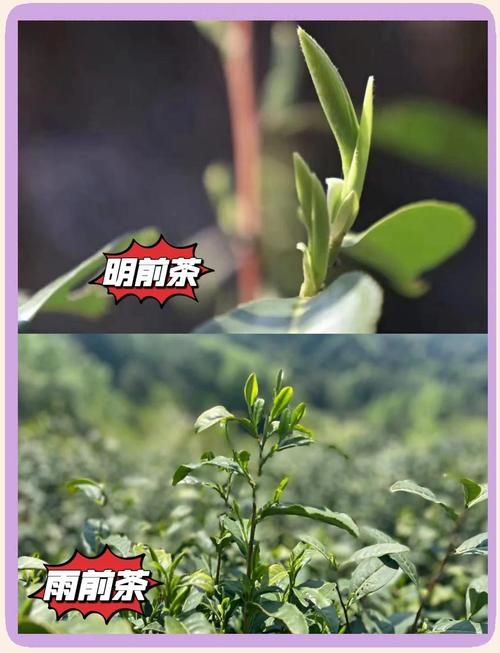 谷雨茶和明前茶的区别