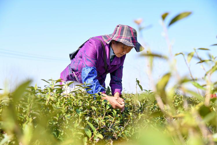 春茶上市采收忙