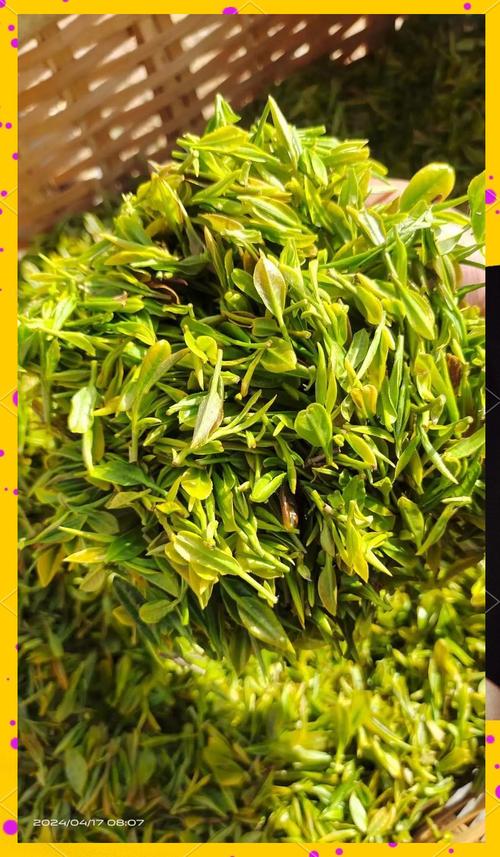 “南茶北引”60余年后 北方茶树实现“西迁南进”打卡谷雨时节的日照绿茶