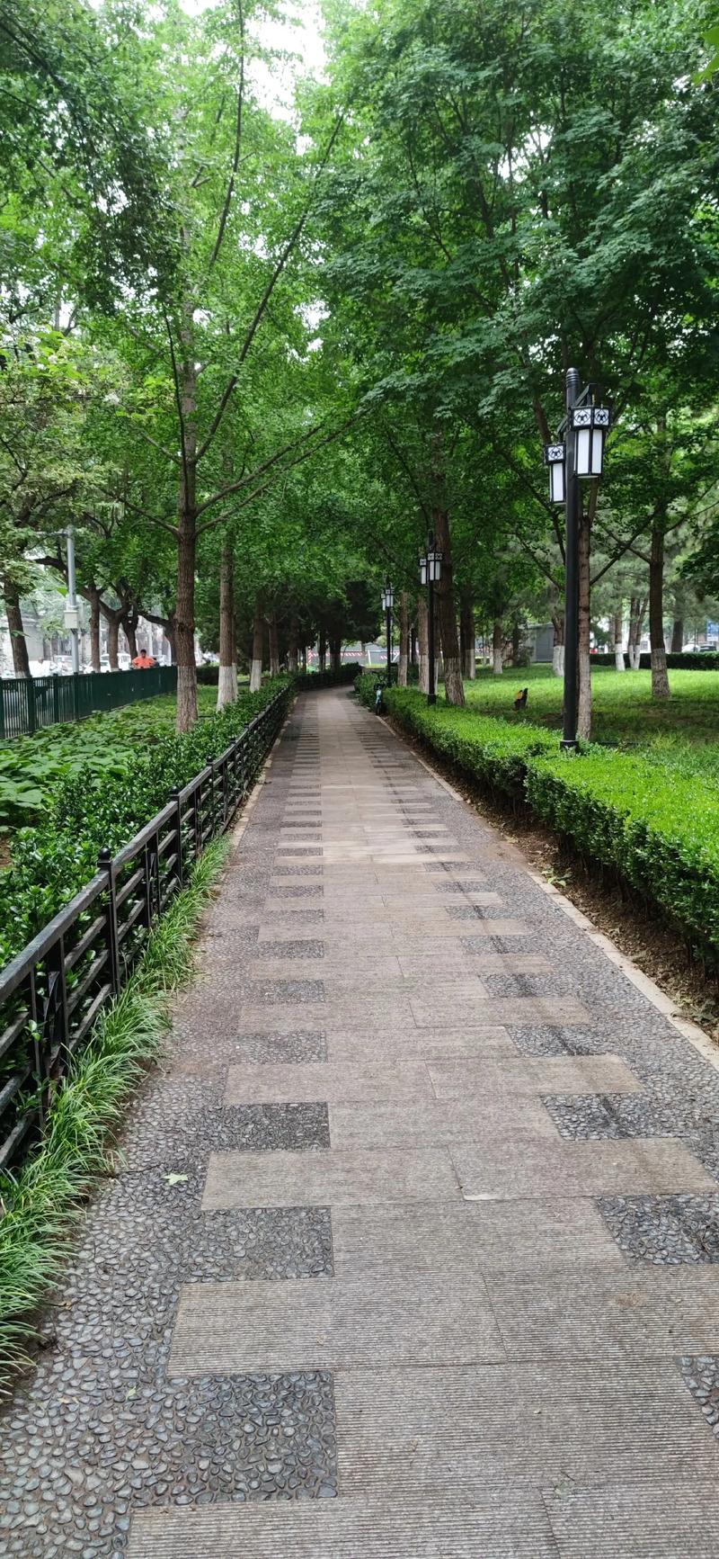 静谧林荫道，雨后初晴路