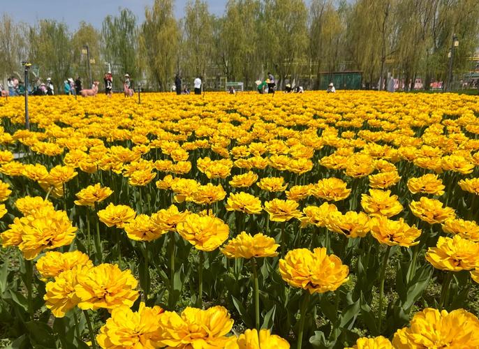 五家渠郁金香开园了，太美了。快来打卡了#郁金香花海
