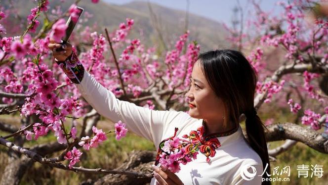 青海民和2025年桃花旅游活动启动