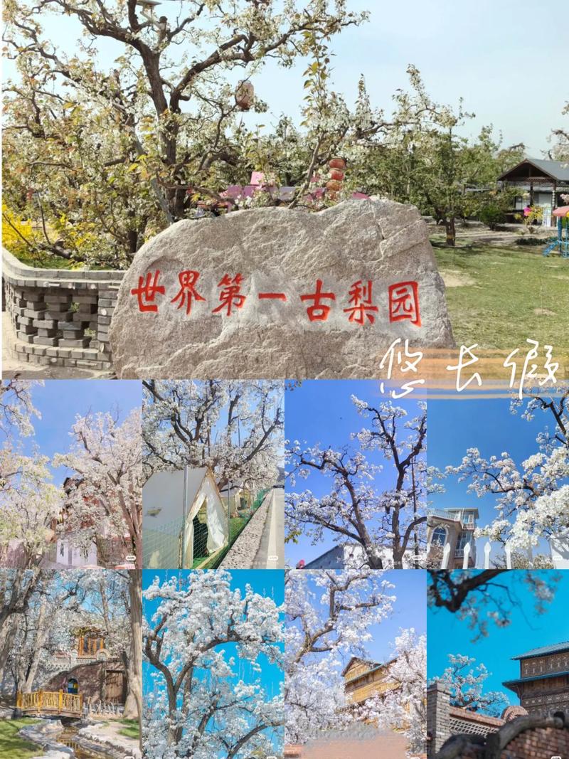 关于什川古梨园旅游高峰期暂缓前往的温馨提示