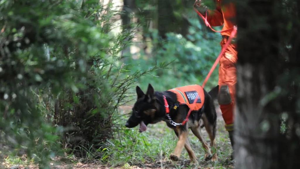三分钟锁定关键纵火证据！山东首批火调犬投入实战