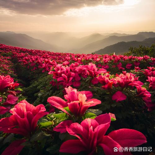 方山杜鹃花 别人在花海拍照，姐直接把音乐节搬到春天里?白 T