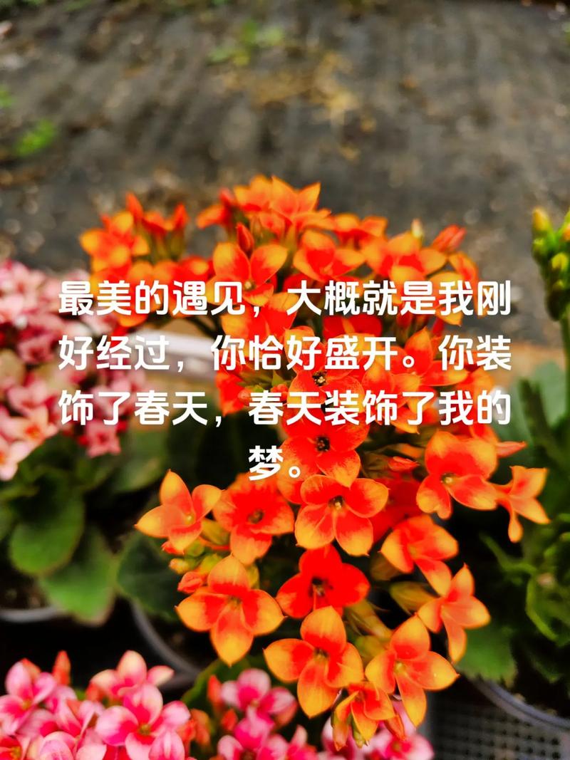#四川大英 人生最美的遇见，是我刚好路过，你恰好盛开，宁静浅夏